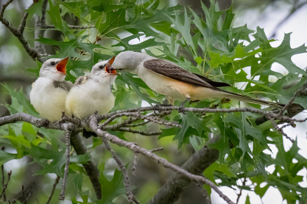 Scissor-tailed Flycatcher - Rick Wilhoit