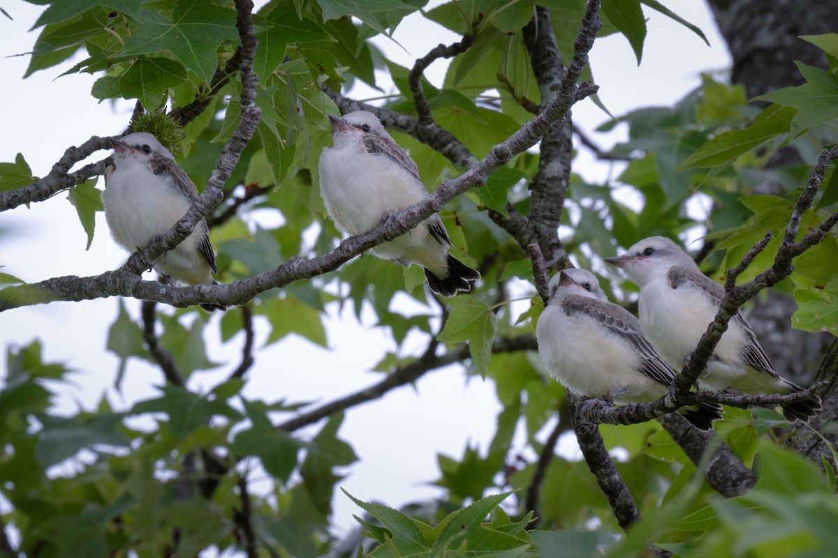 Scissor-tailed Flycatcher - ML620627311