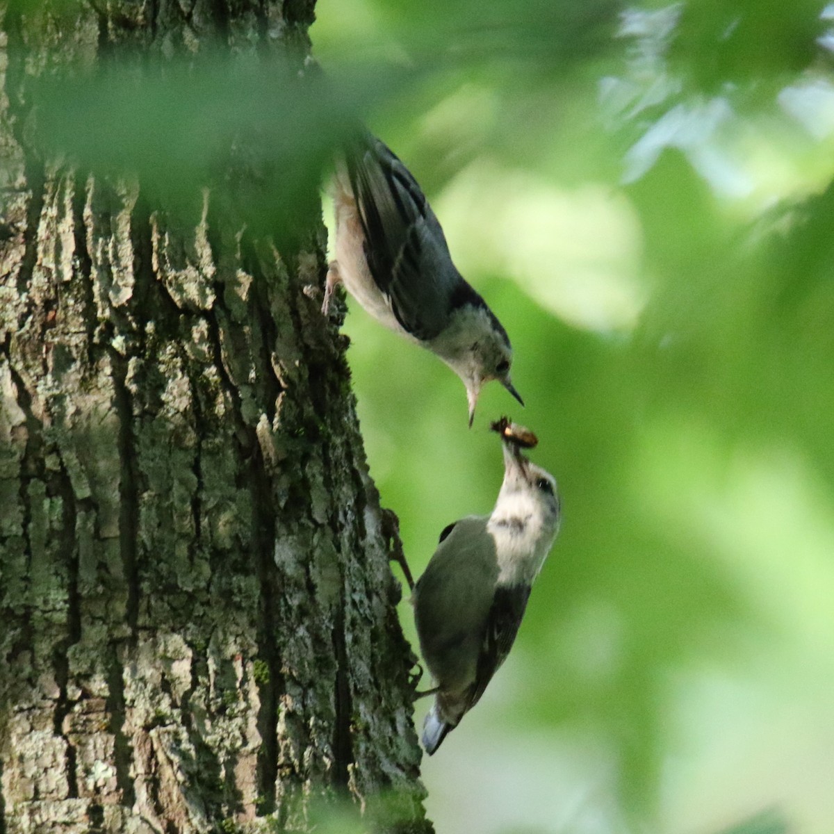 White-breasted Nuthatch - ML620627312