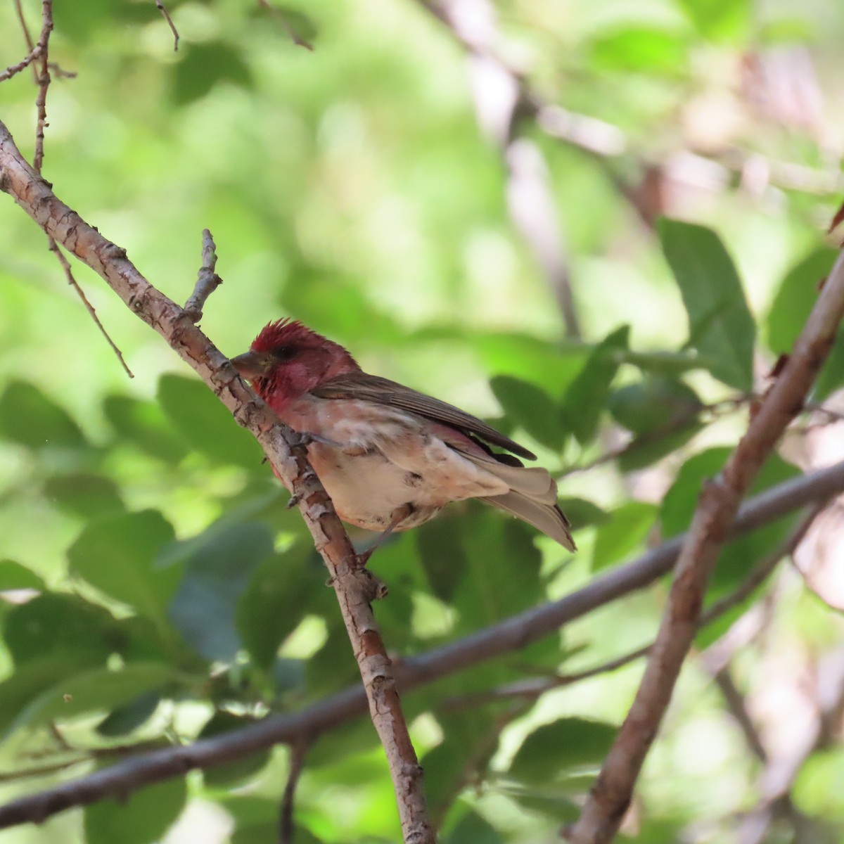 Purple Finch - ML620627318