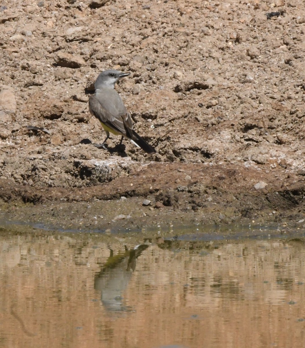 Schmalschnabel-Königstyrann - ML620627320