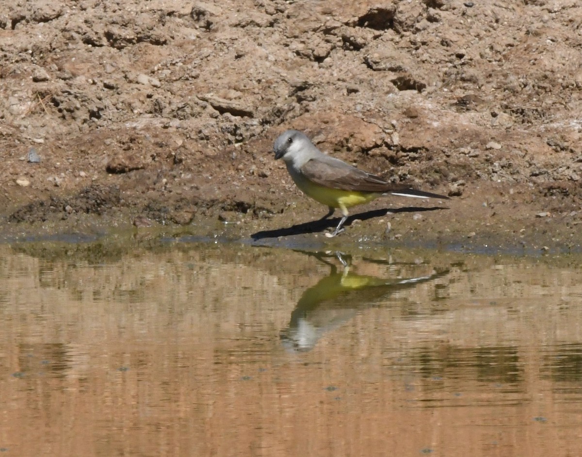 Schmalschnabel-Königstyrann - ML620627321