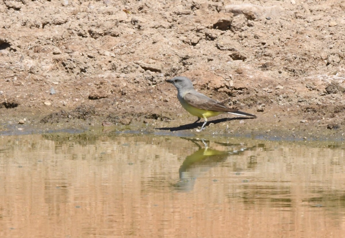 Western Kingbird - ML620627322