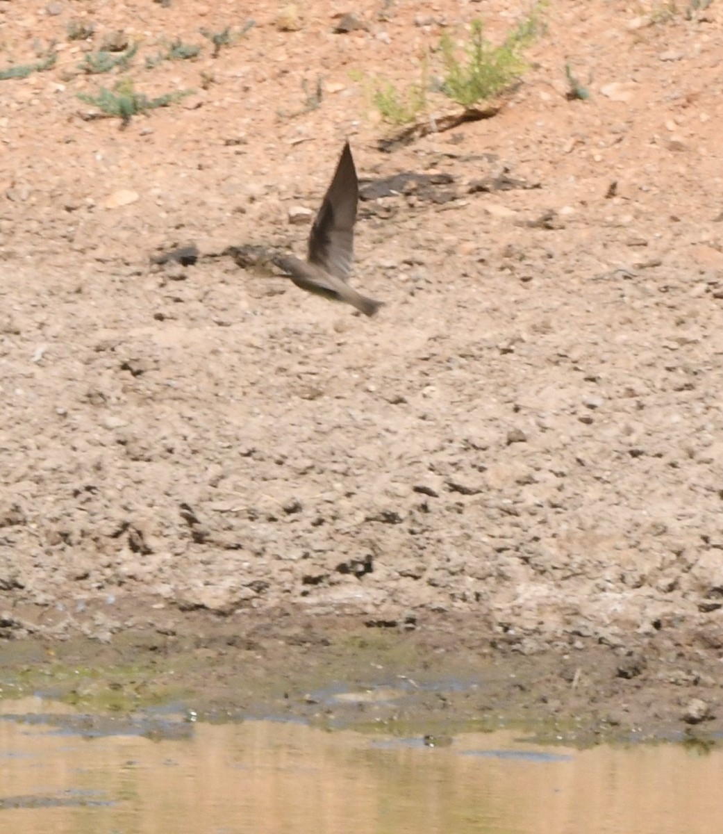 Golondrina Aserrada - ML620627324