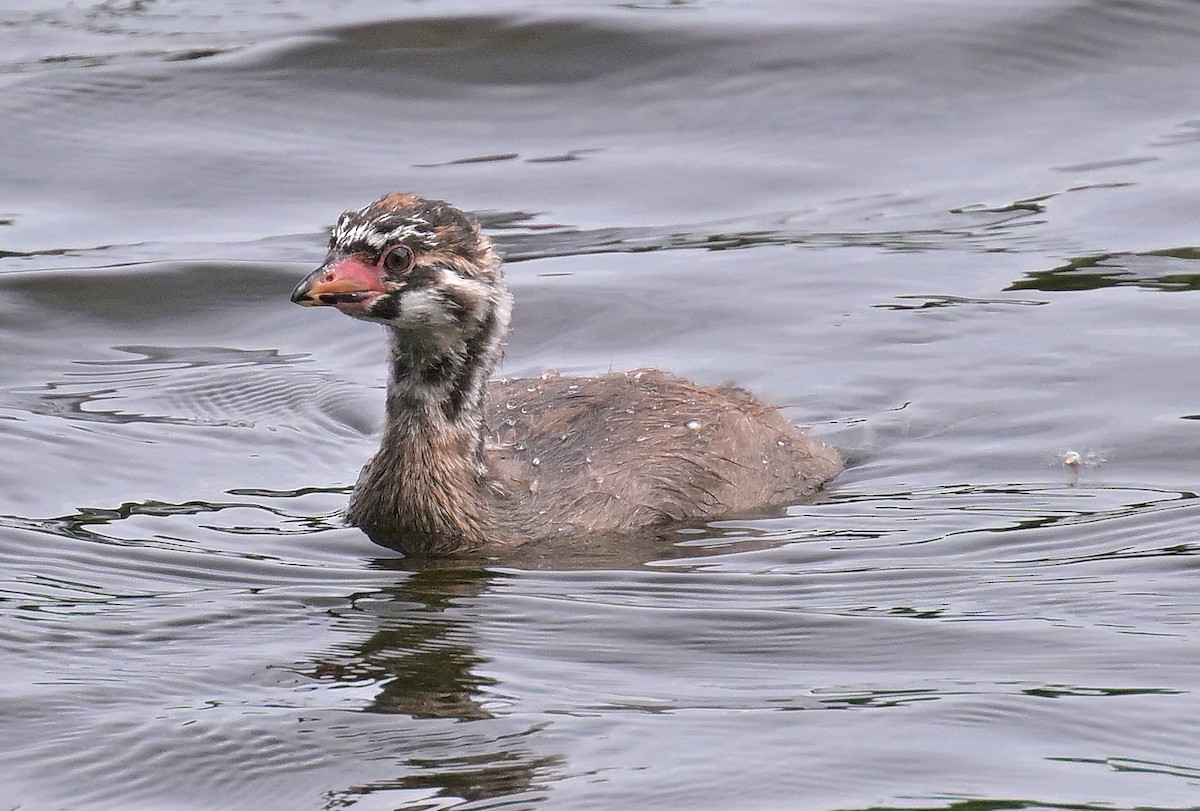 Pied-billed Grebe - ML620627326