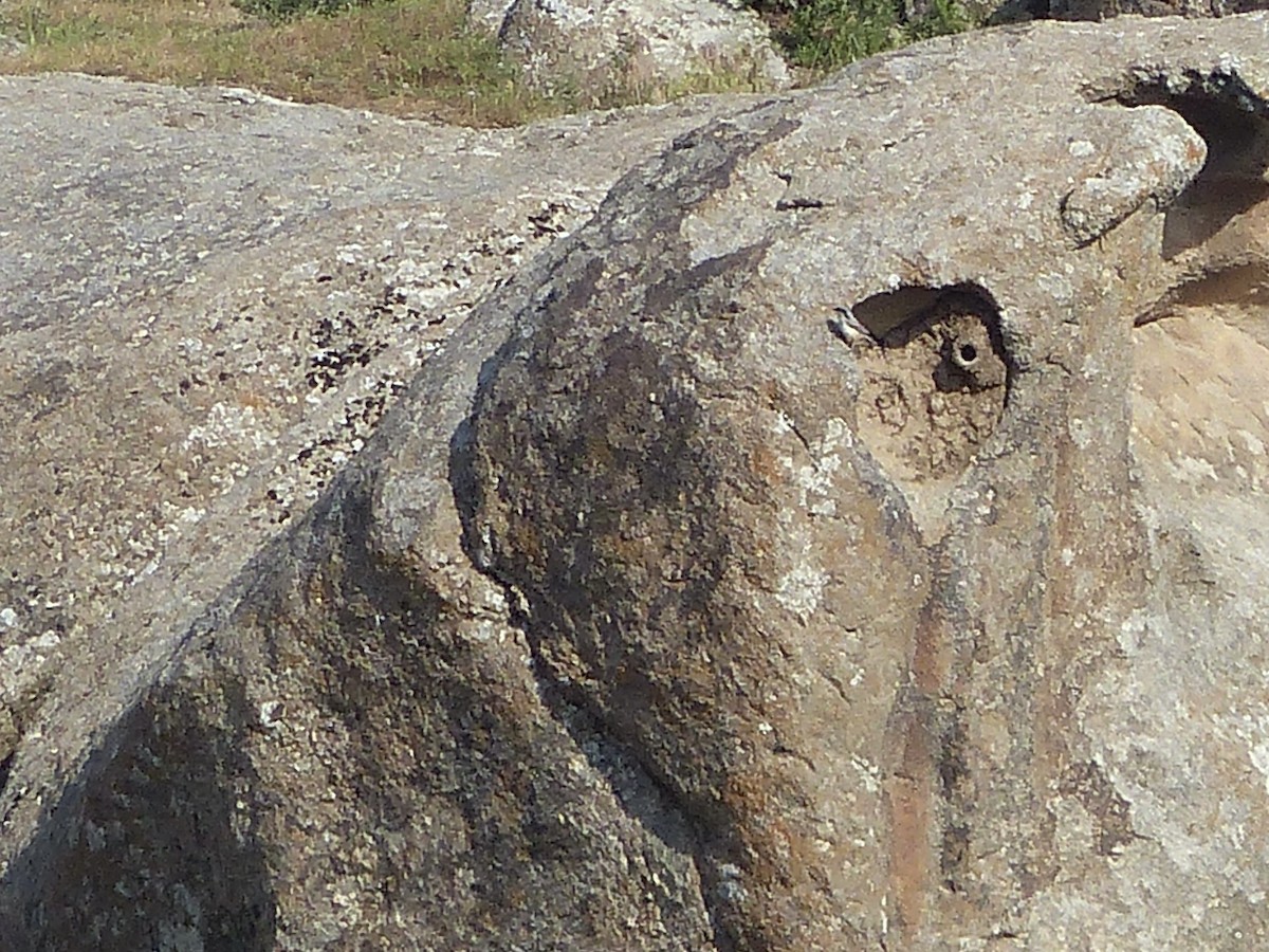 Eastern Rock Nuthatch - ML620627328