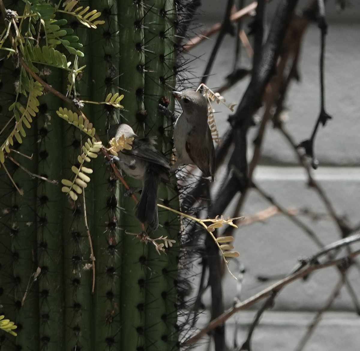 Black-tailed Gnatcatcher - ML620627329