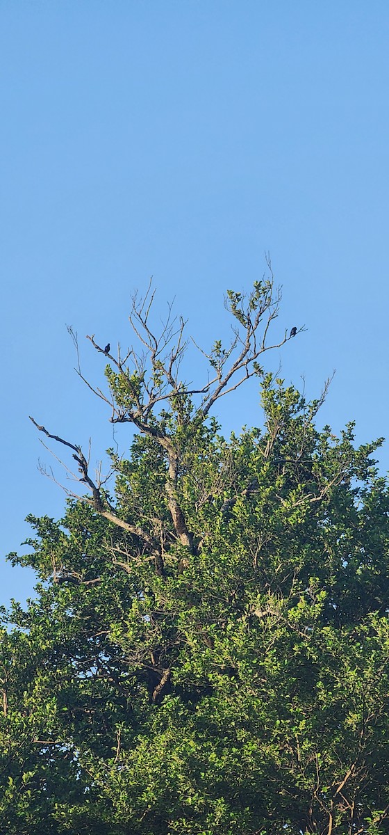 European Starling - Pantea Golzari