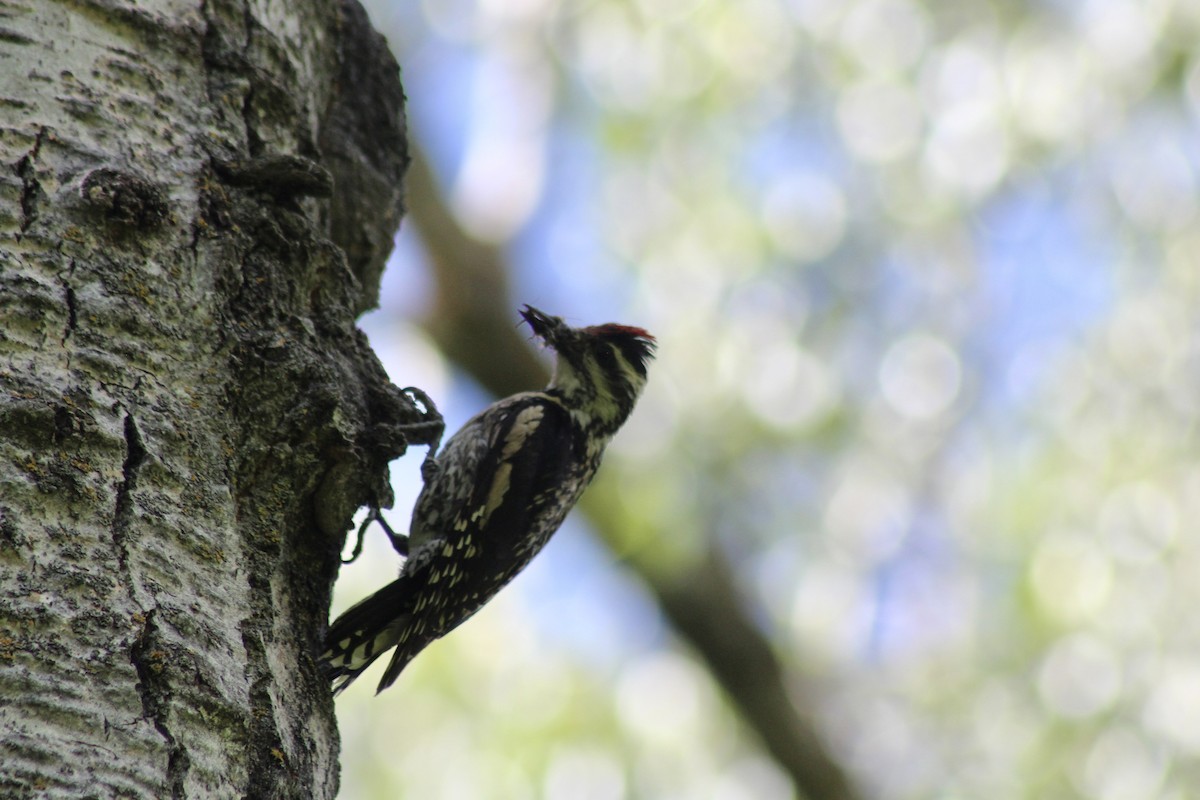 Yellow-bellied Sapsucker - ML620627333