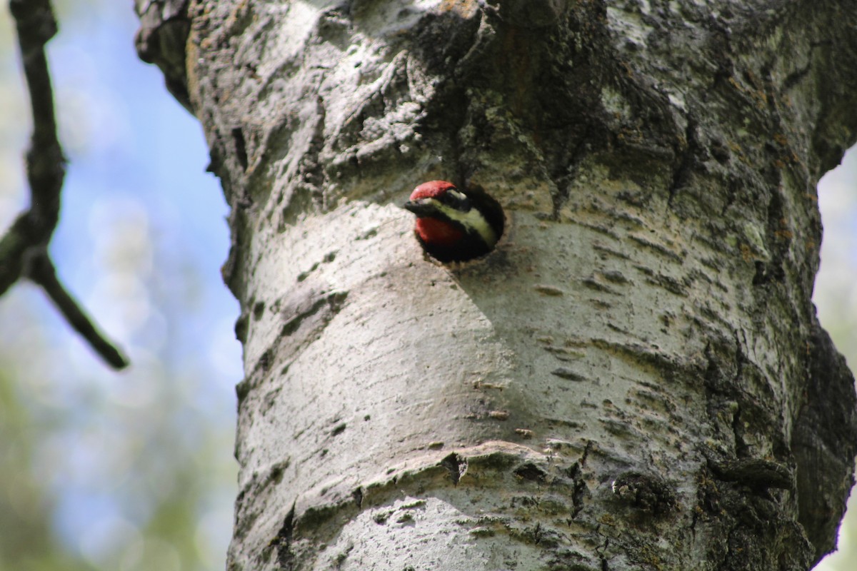 Yellow-bellied Sapsucker - ML620627334