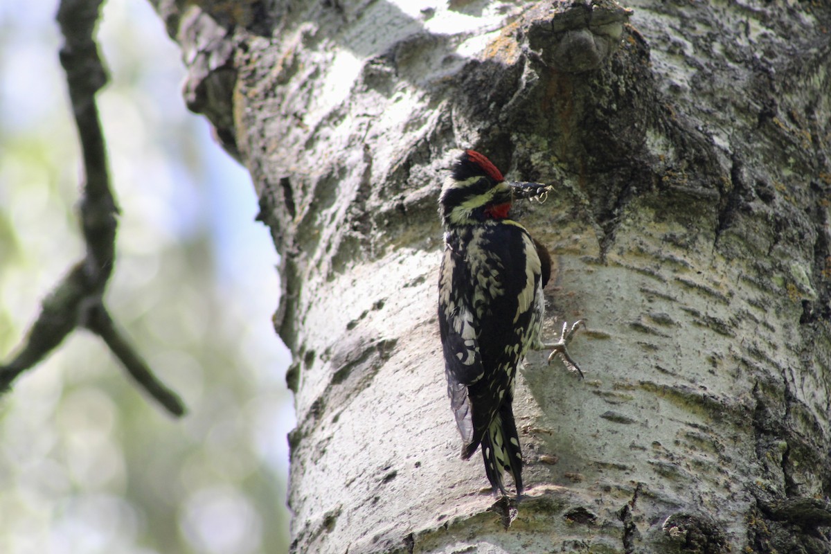 Yellow-bellied Sapsucker - Anne R.