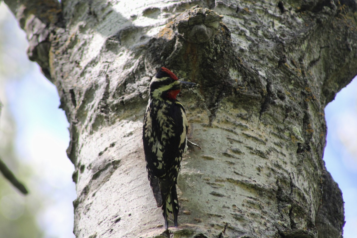 Yellow-bellied Sapsucker - ML620627337