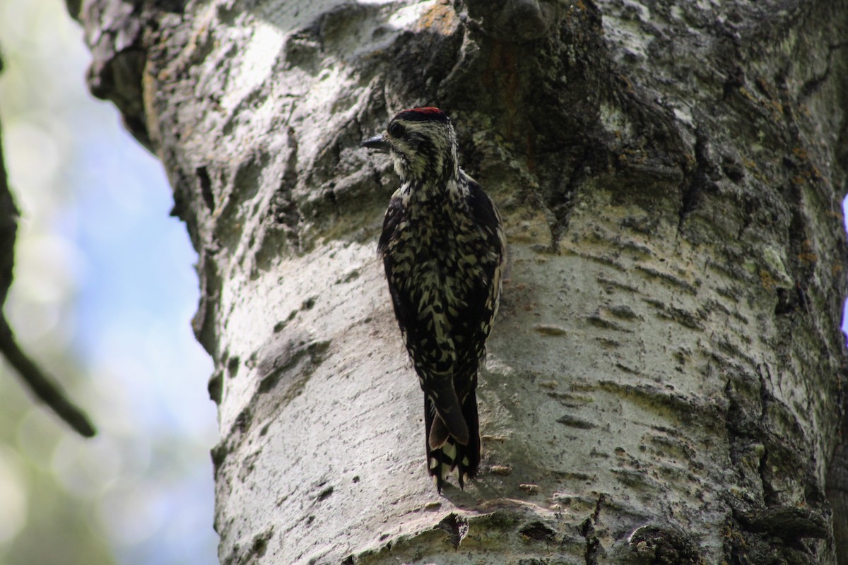 Yellow-bellied Sapsucker - ML620627338