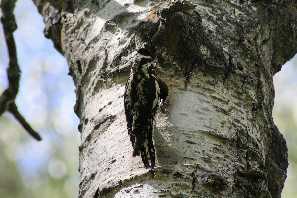 Yellow-bellied Sapsucker - ML620627339