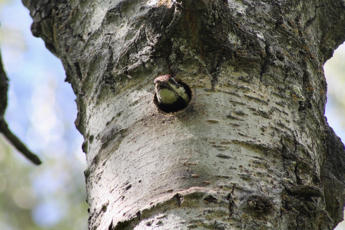 Yellow-bellied Sapsucker - ML620627340