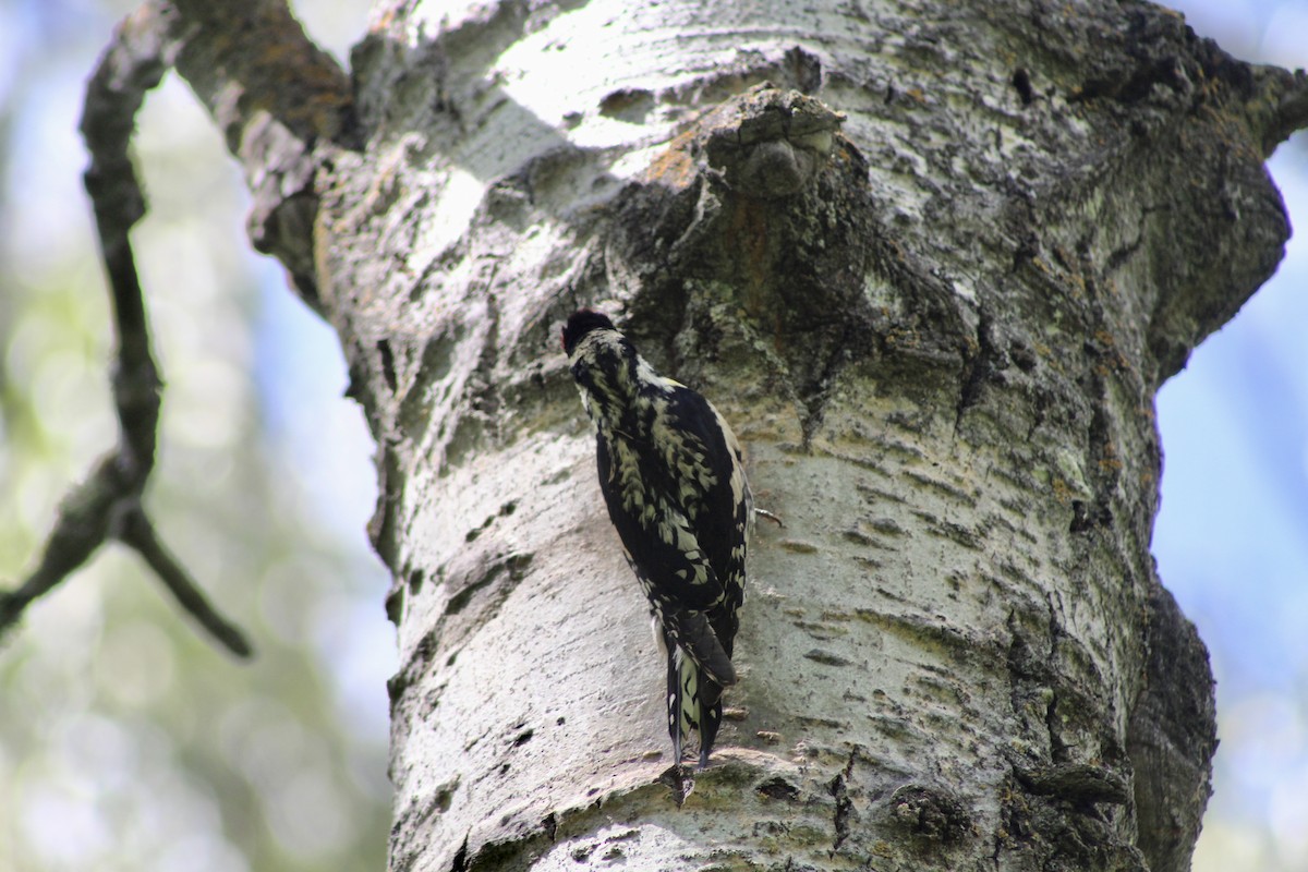 Yellow-bellied Sapsucker - ML620627341