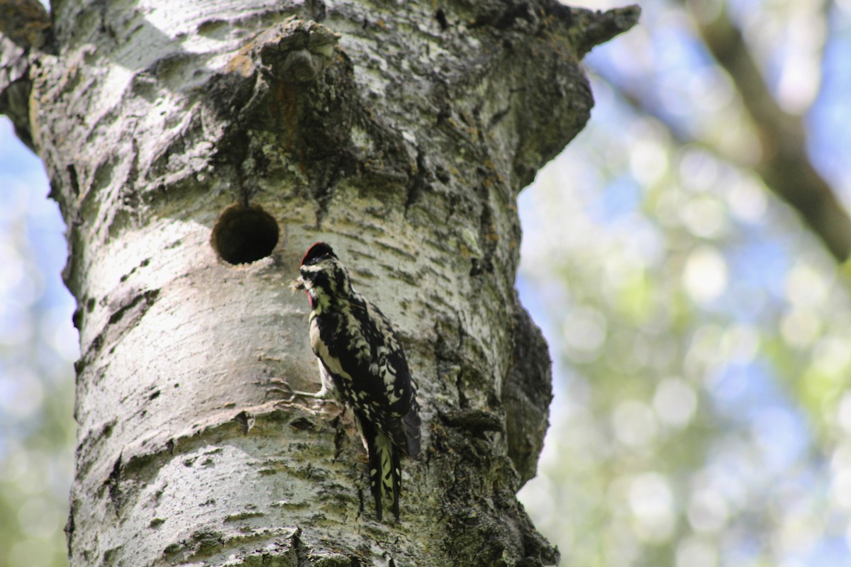 Yellow-bellied Sapsucker - ML620627342