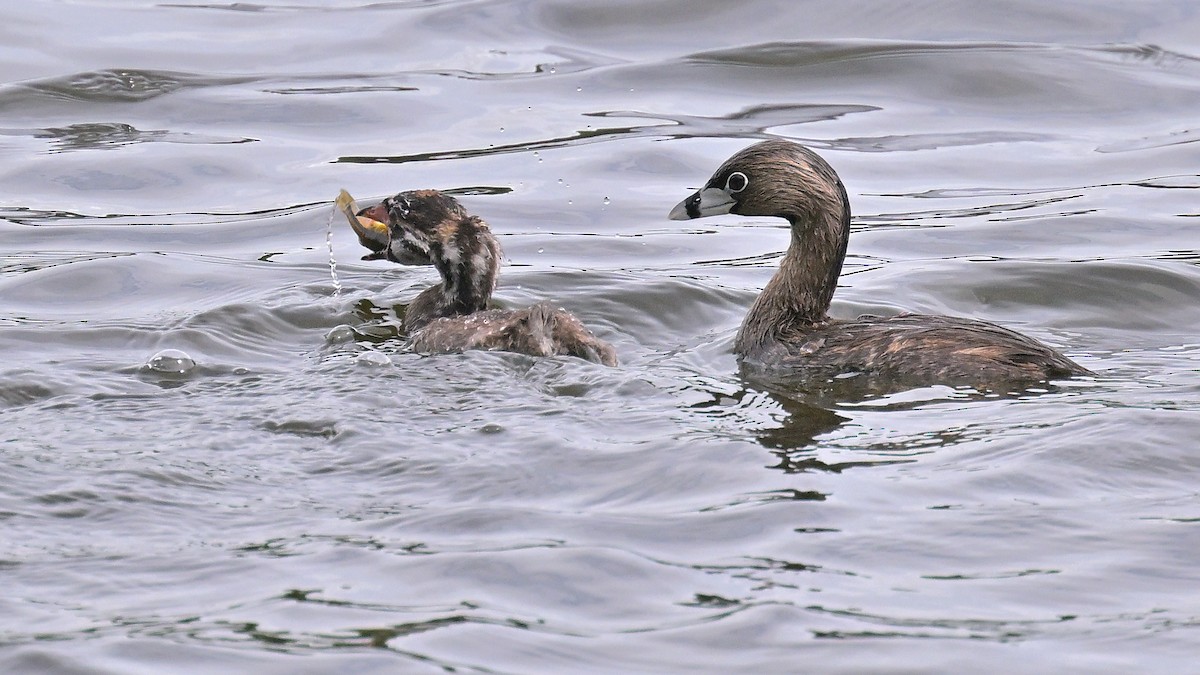 Pied-billed Grebe - ML620627343