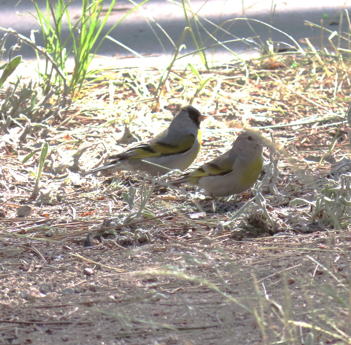 Lawrence's Goldfinch - ML620627344