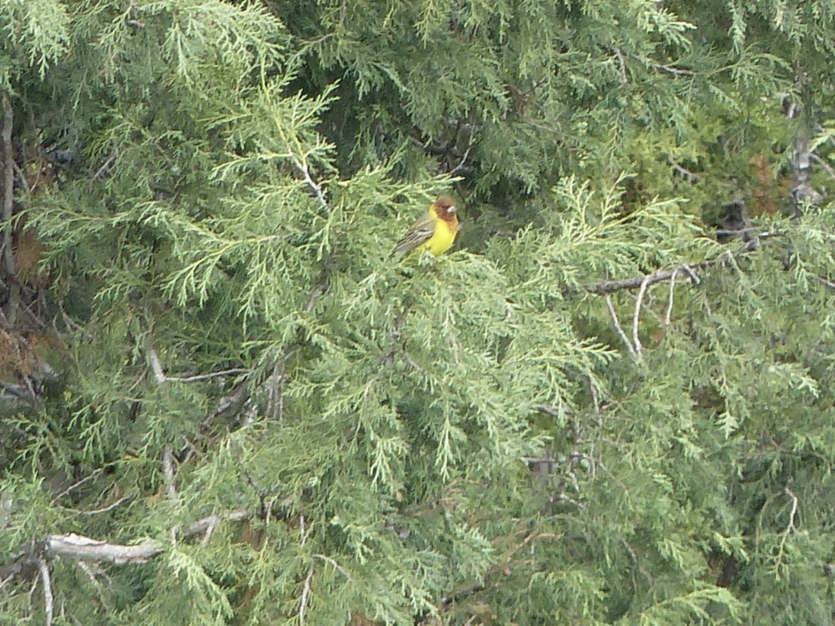 Red-headed Bunting - Jenny Bowman