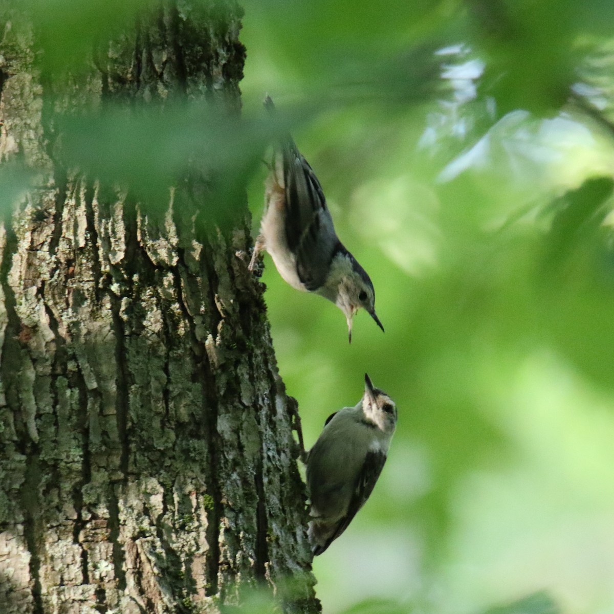 White-breasted Nuthatch - ML620627347