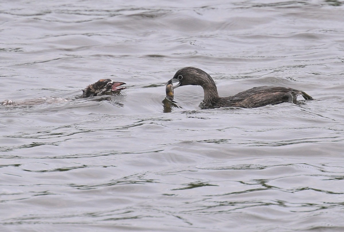 Pied-billed Grebe - ML620627348