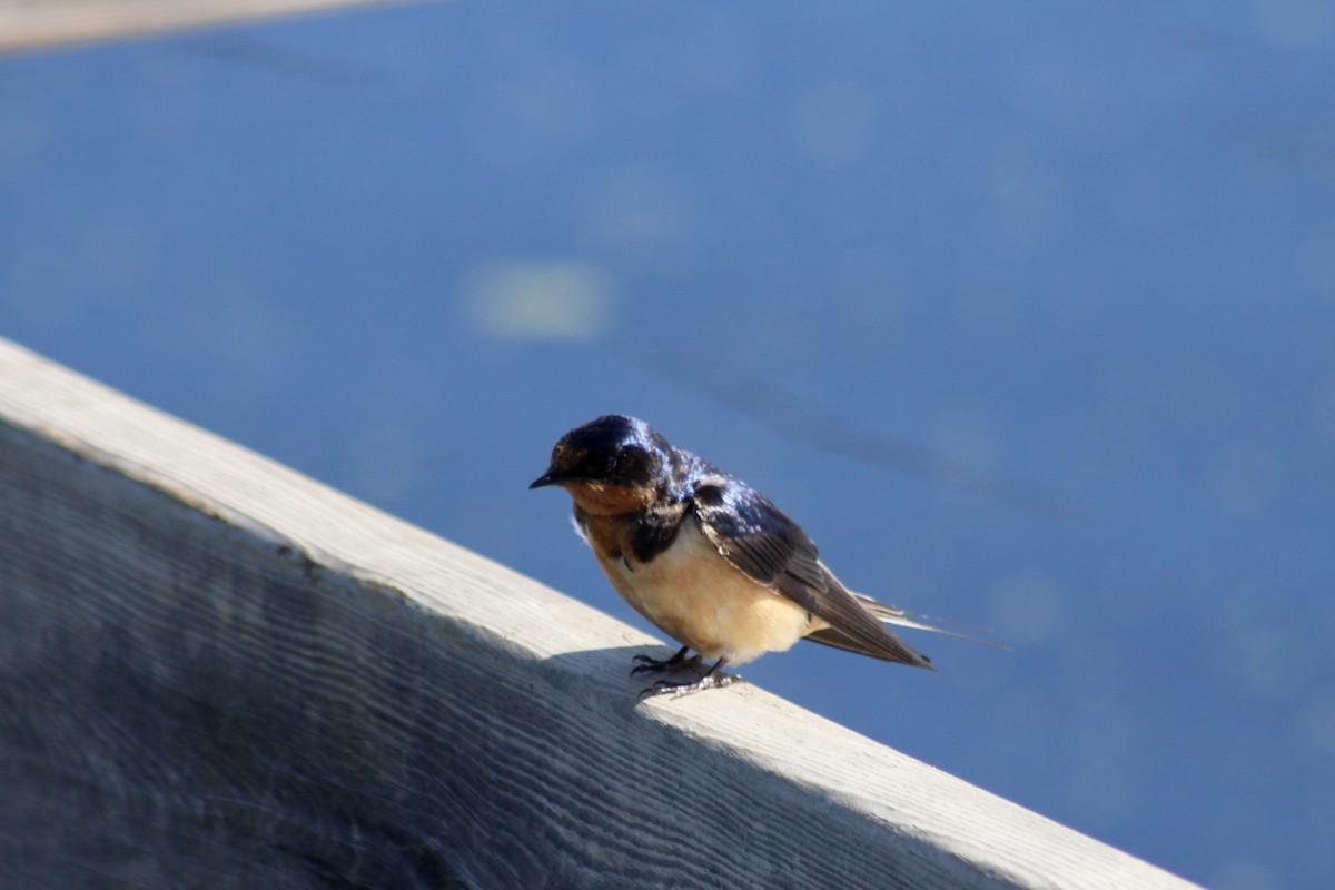 Barn Swallow (American) - ML620627349