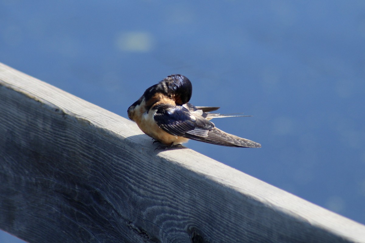 Hirondelle rustique (erythrogaster) - ML620627350