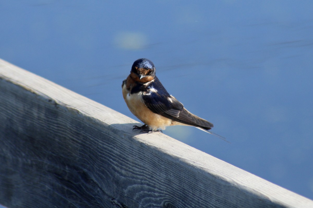 Barn Swallow (American) - ML620627351