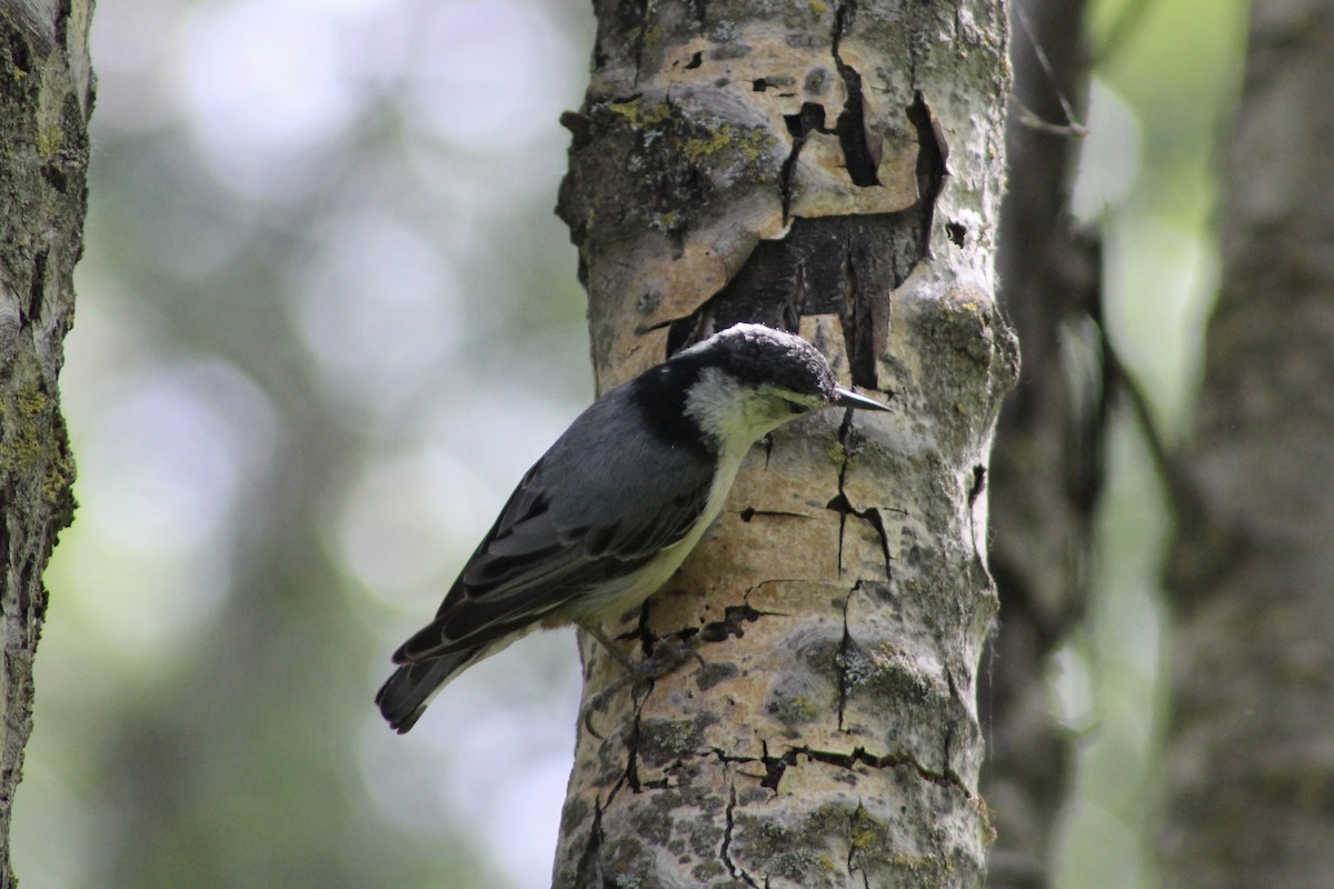 White-breasted Nuthatch - ML620627359