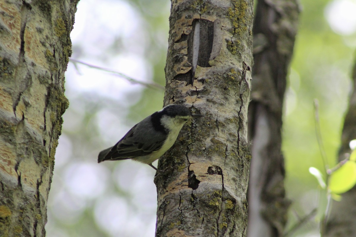 White-breasted Nuthatch - ML620627360