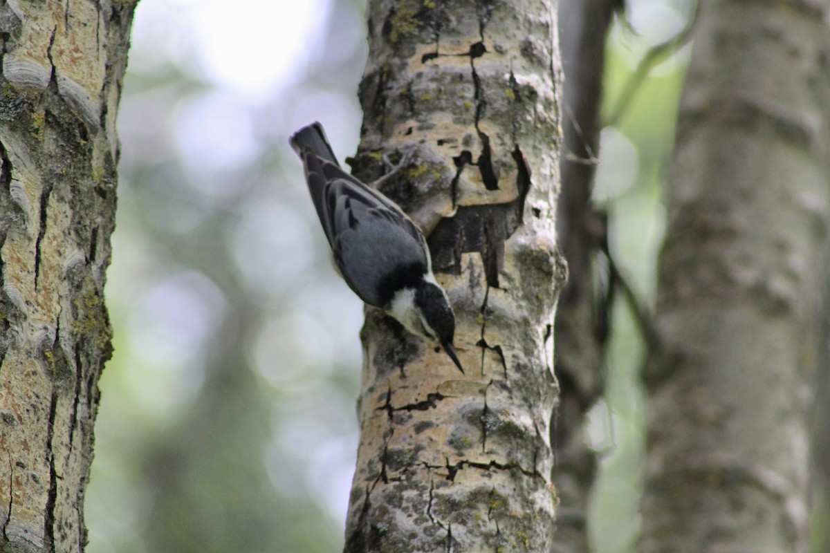 White-breasted Nuthatch - ML620627361