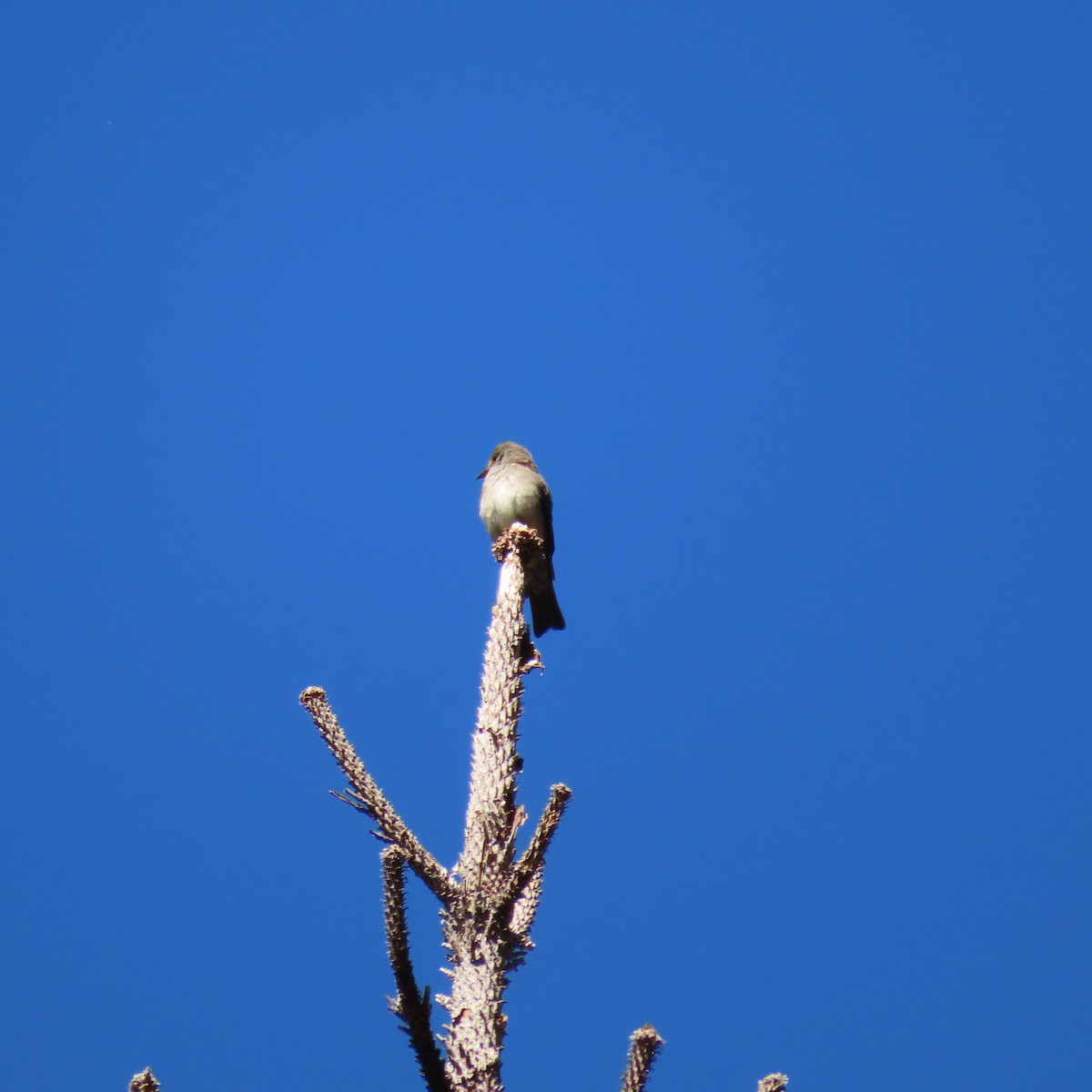 Lazuli Bunting - ML620627364