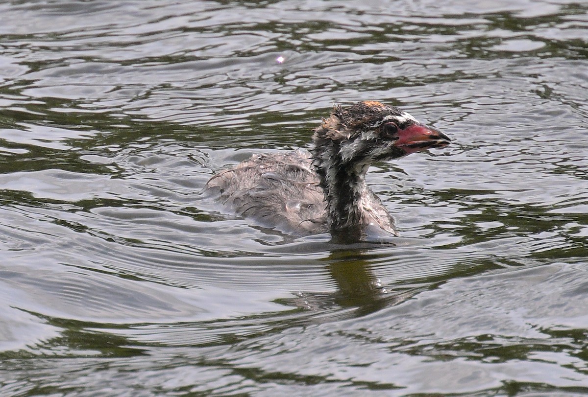 Pied-billed Grebe - ML620627366