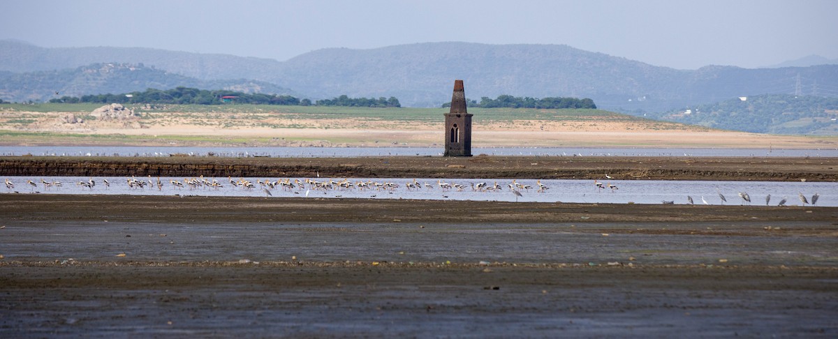 Painted Stork - ML620627368