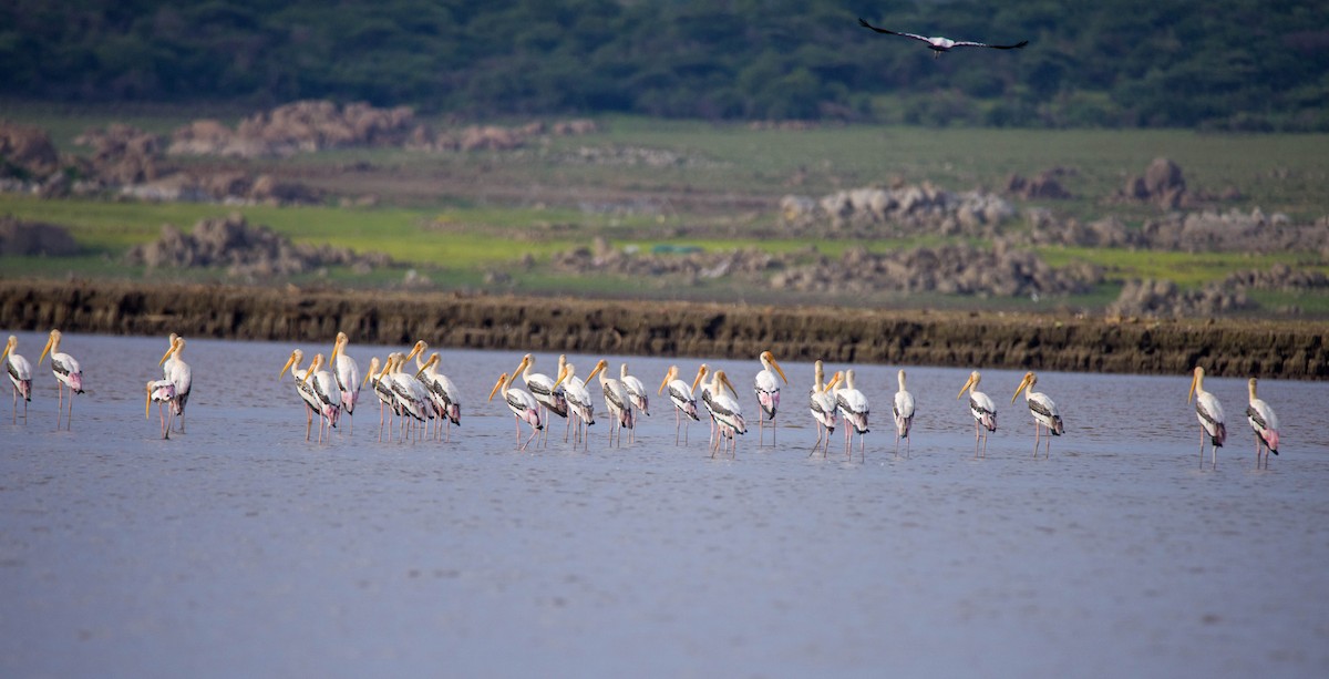 Painted Stork - ML620627369