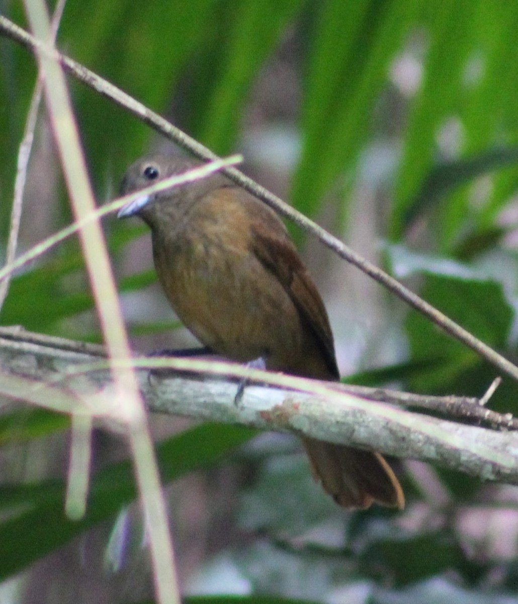 Ruby-crowned Tanager - ML620627372