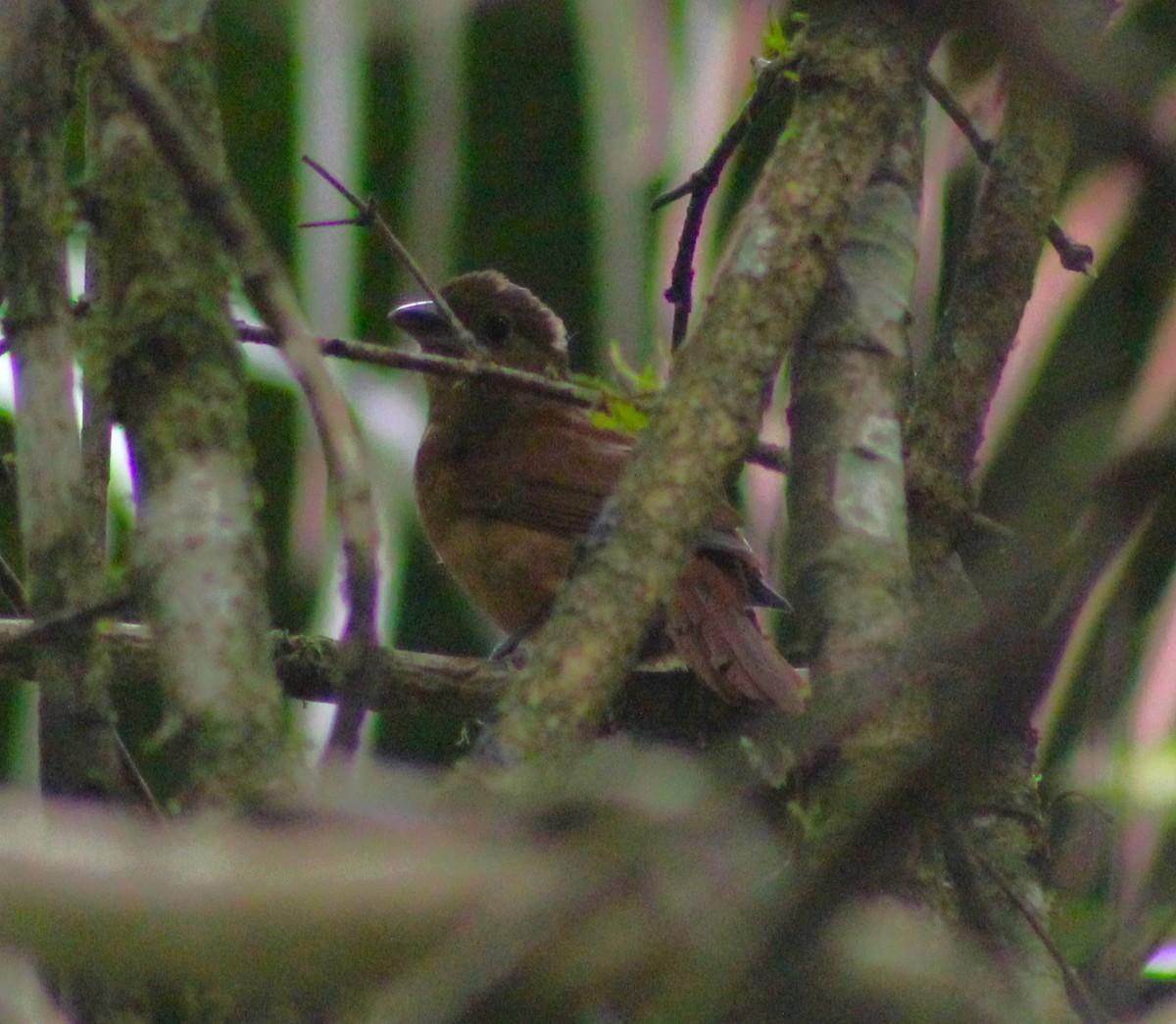 Ruby-crowned Tanager - ML620627374