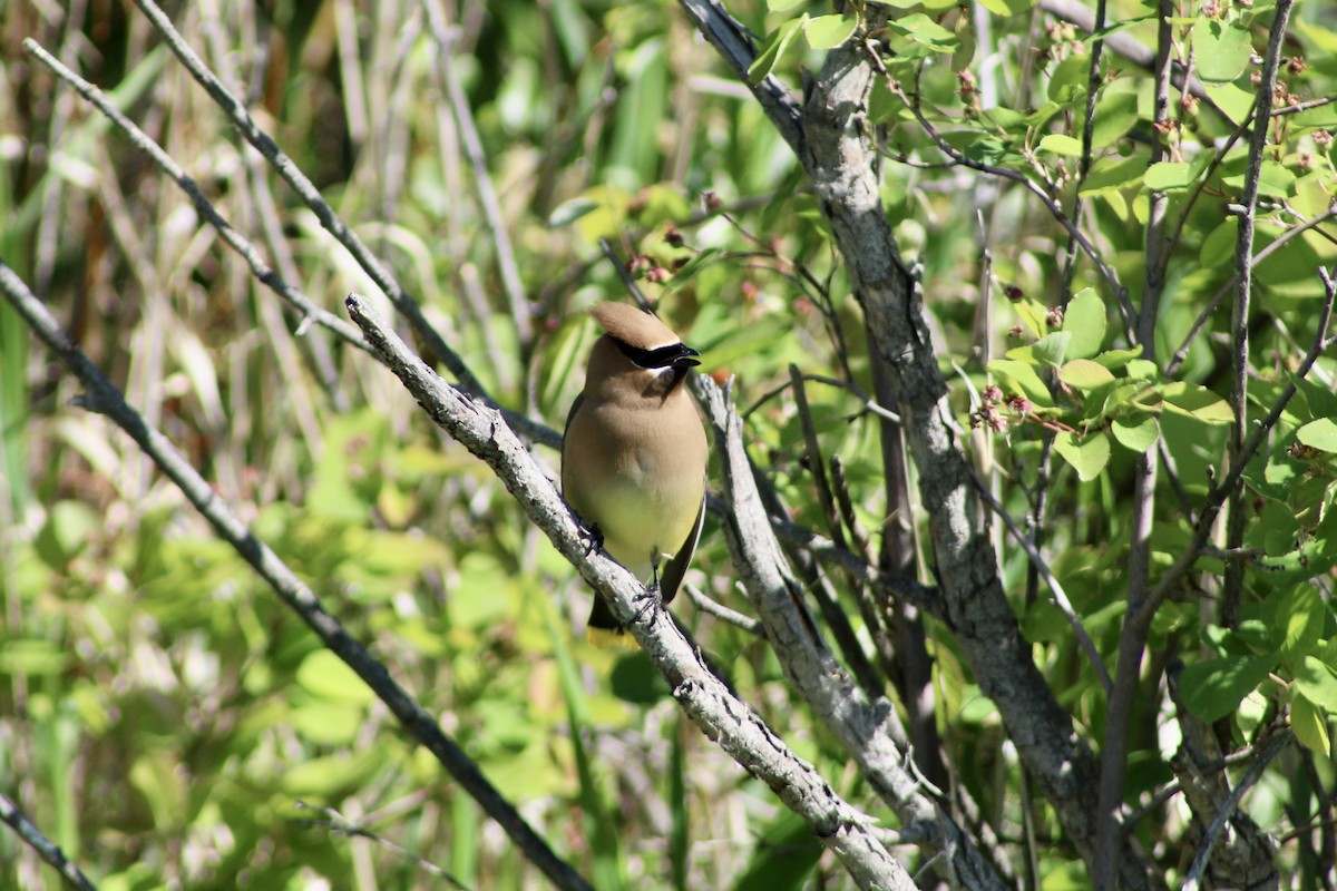 Cedar Waxwing - ML620627380