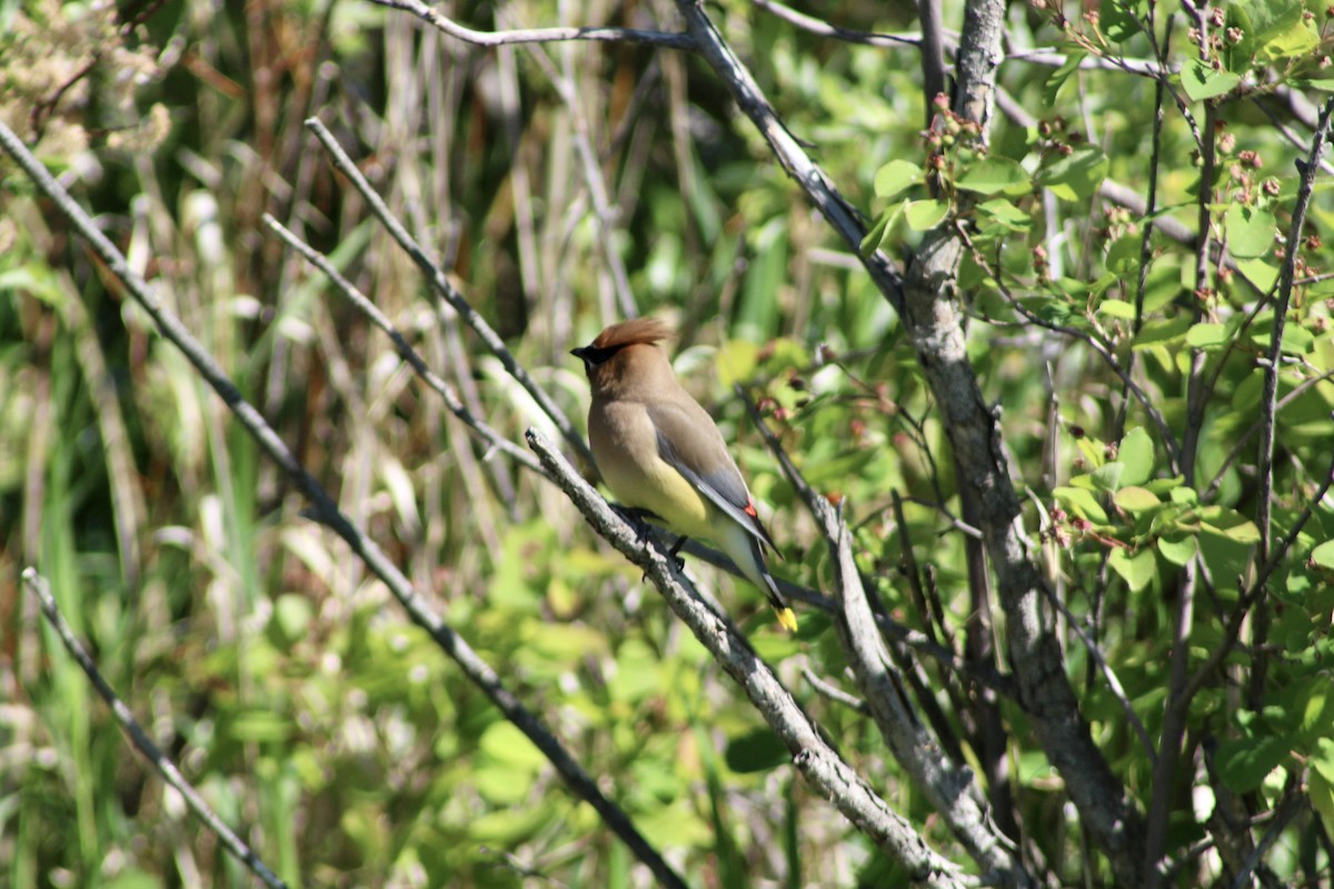 Cedar Waxwing - ML620627382