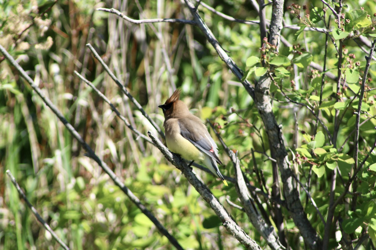 Cedar Waxwing - Anne R.