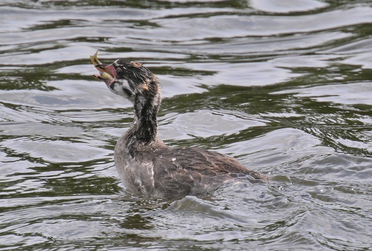 Pied-billed Grebe - ML620627384