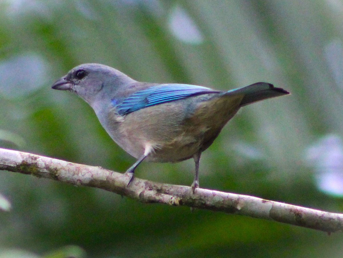 Tangara Cianóptera - ML620627385