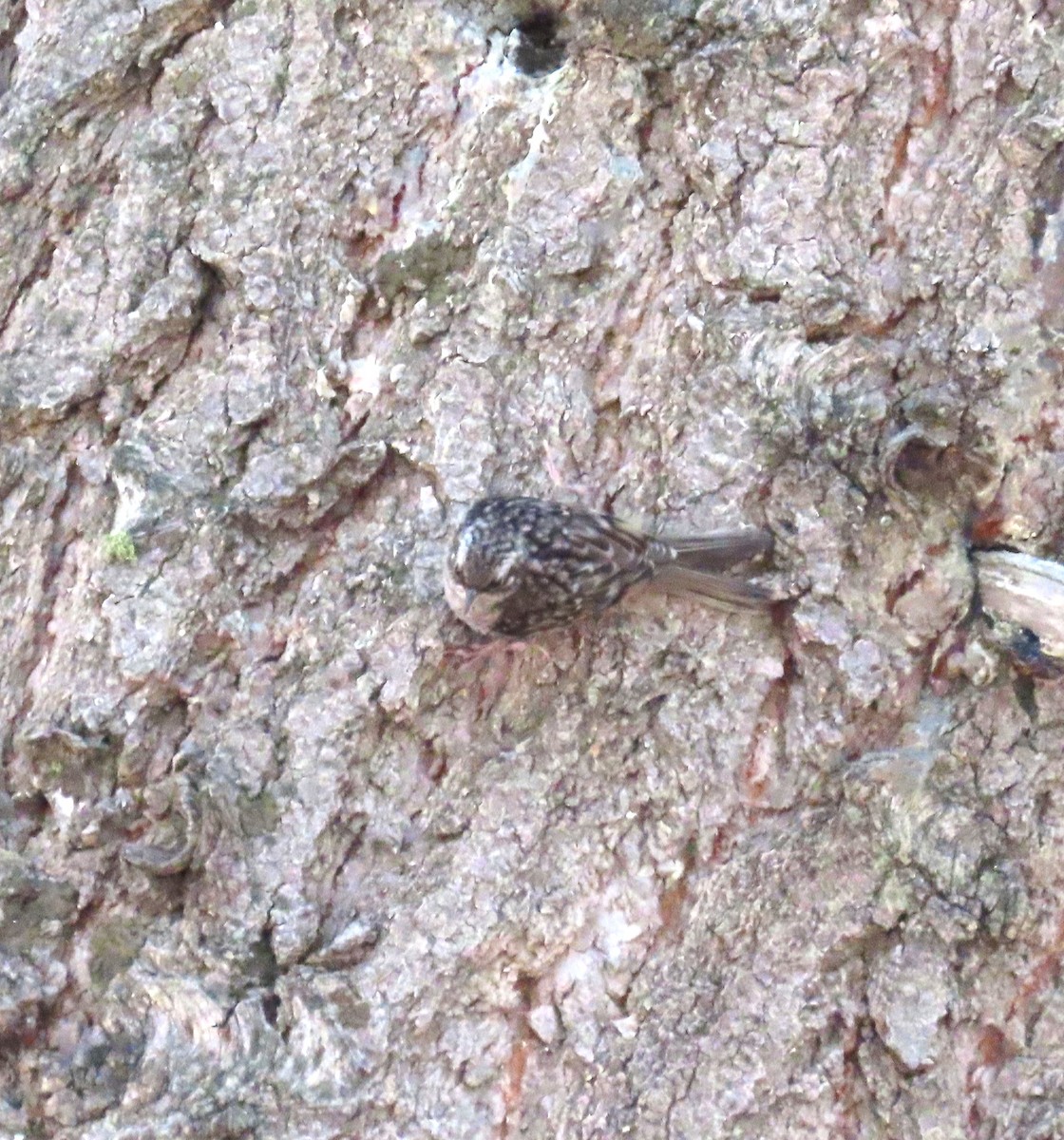 Brown Creeper - ML620627389