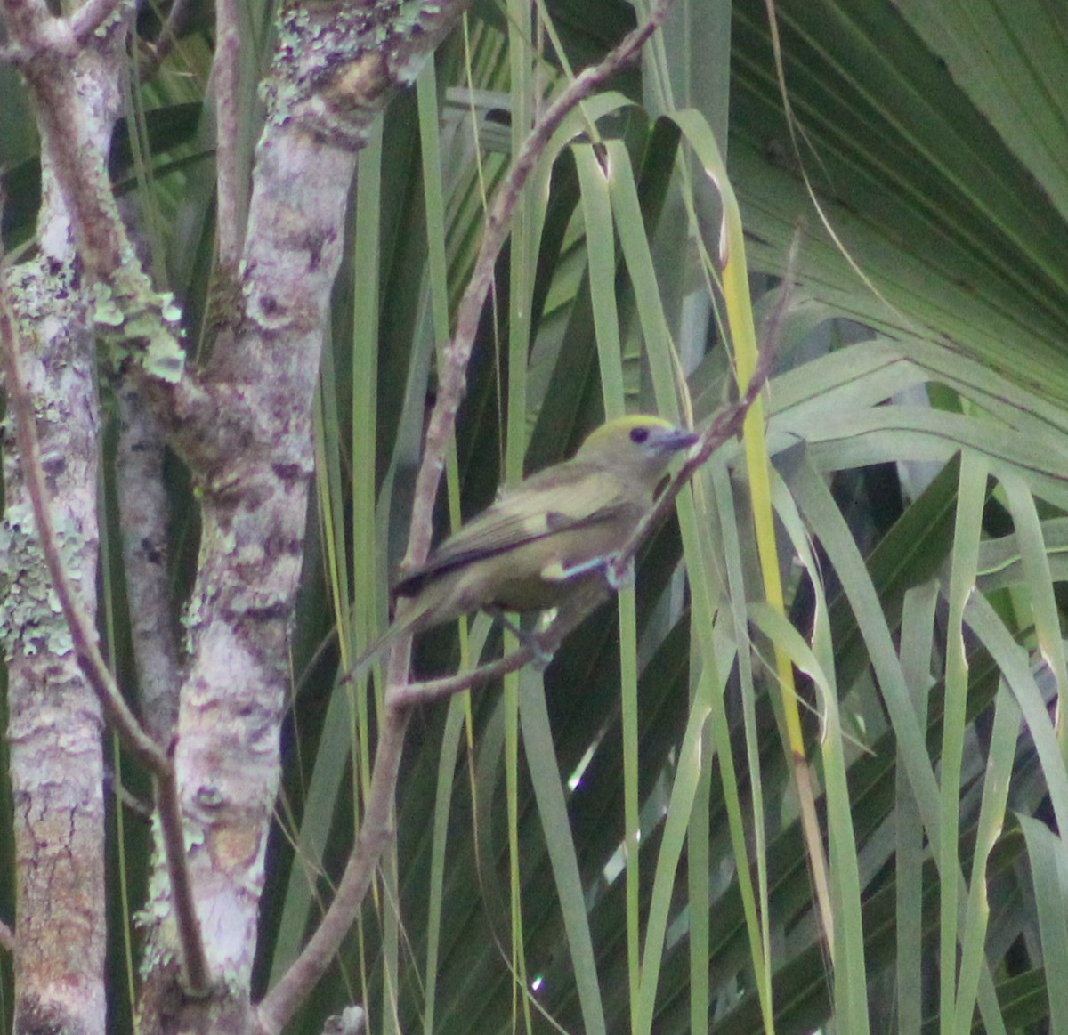 Palm Tanager - ML620627391