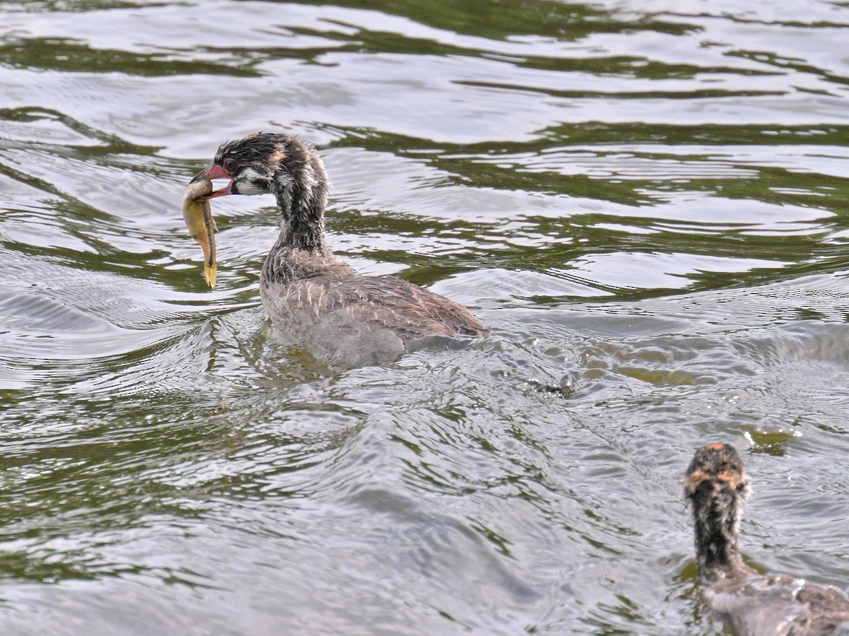 Pied-billed Grebe - ML620627395