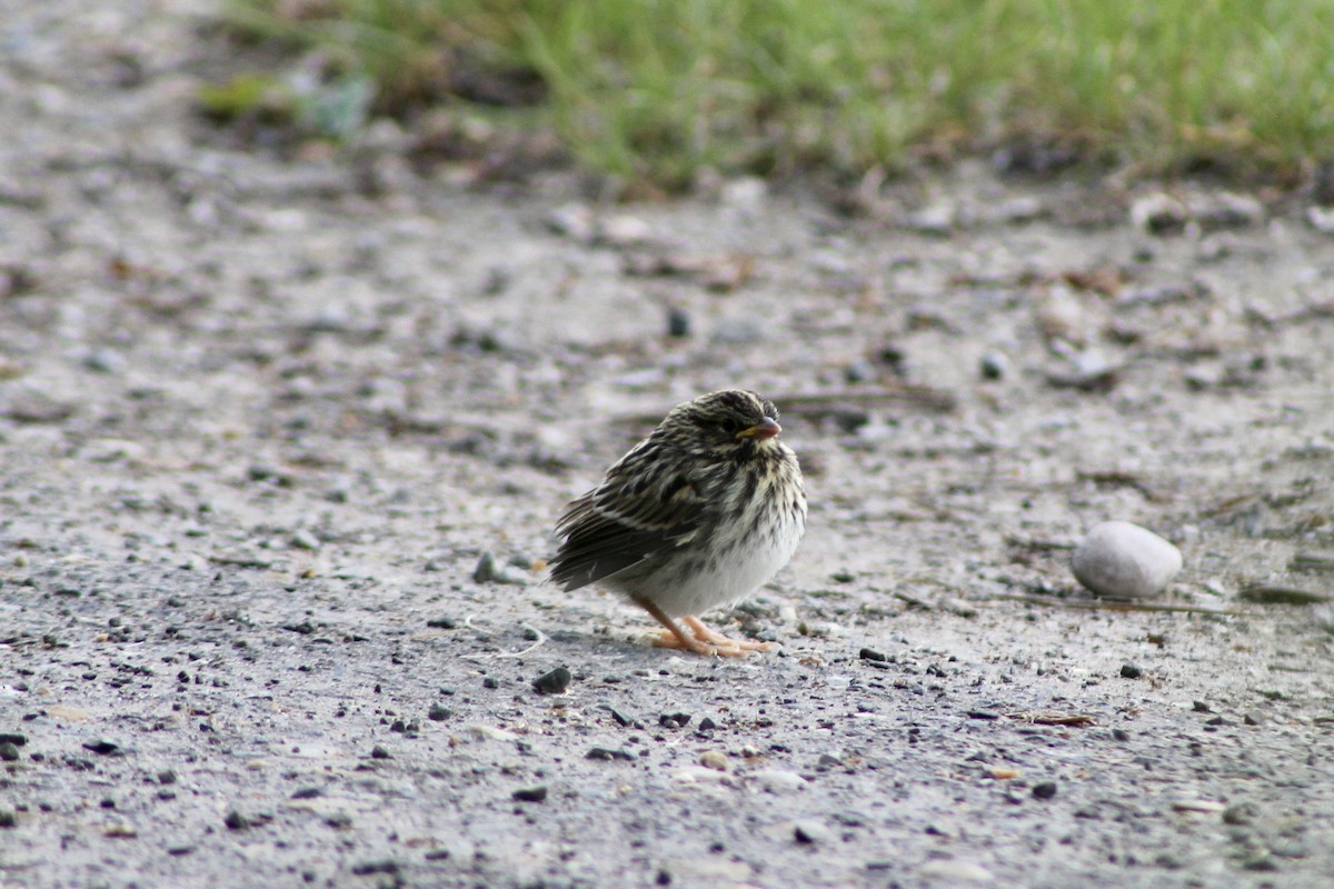 Savannah Sparrow (Savannah) - ML620627396