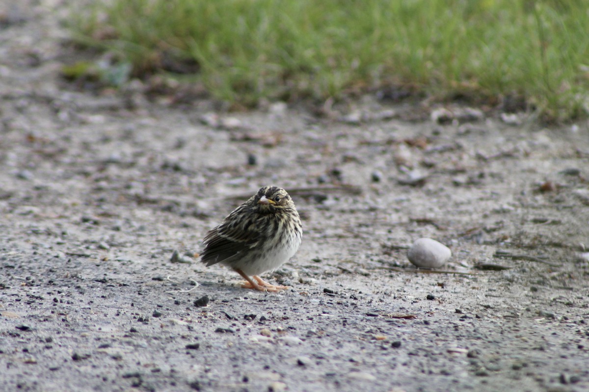 Savannah Sparrow (Savannah) - ML620627397