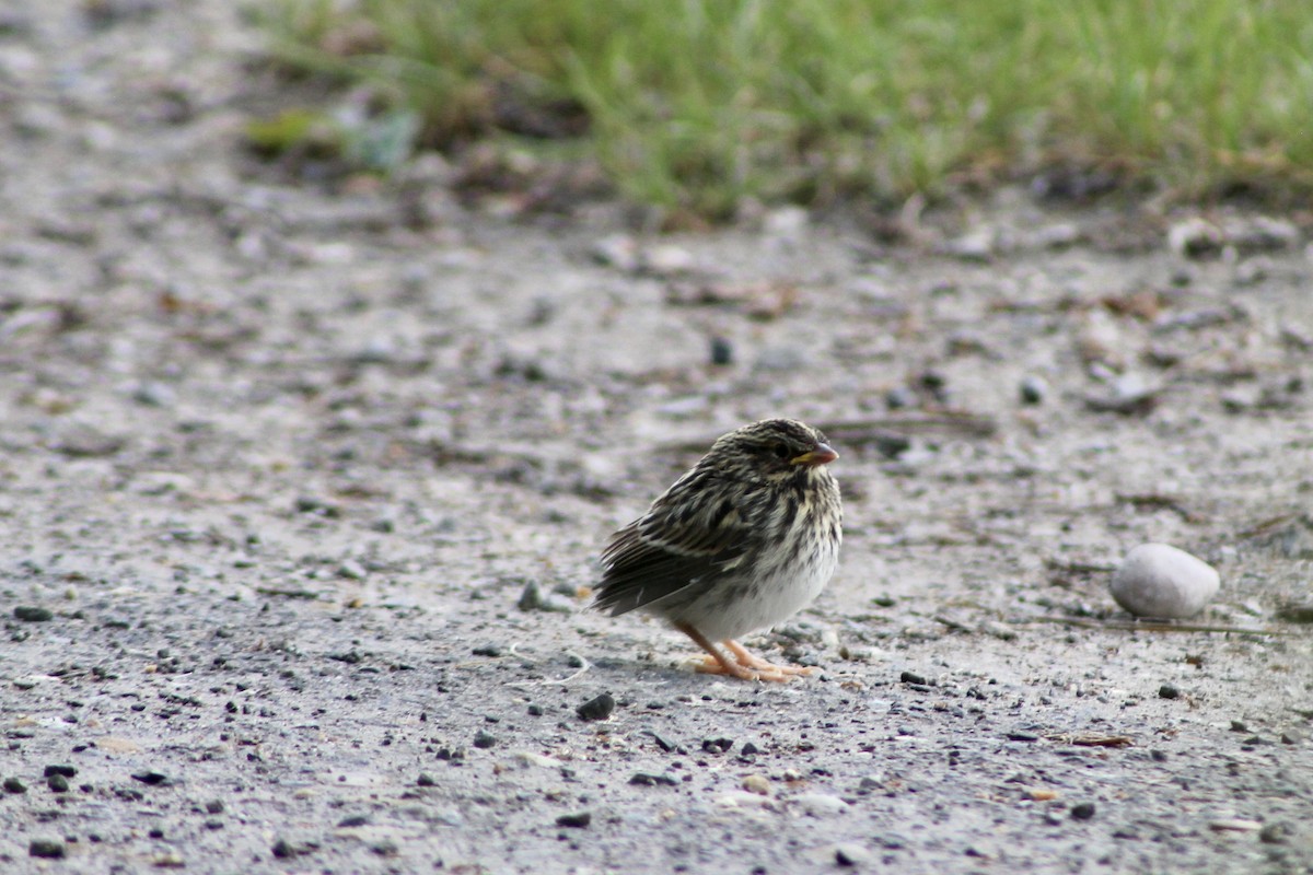 Savannah Sparrow (Savannah) - ML620627398