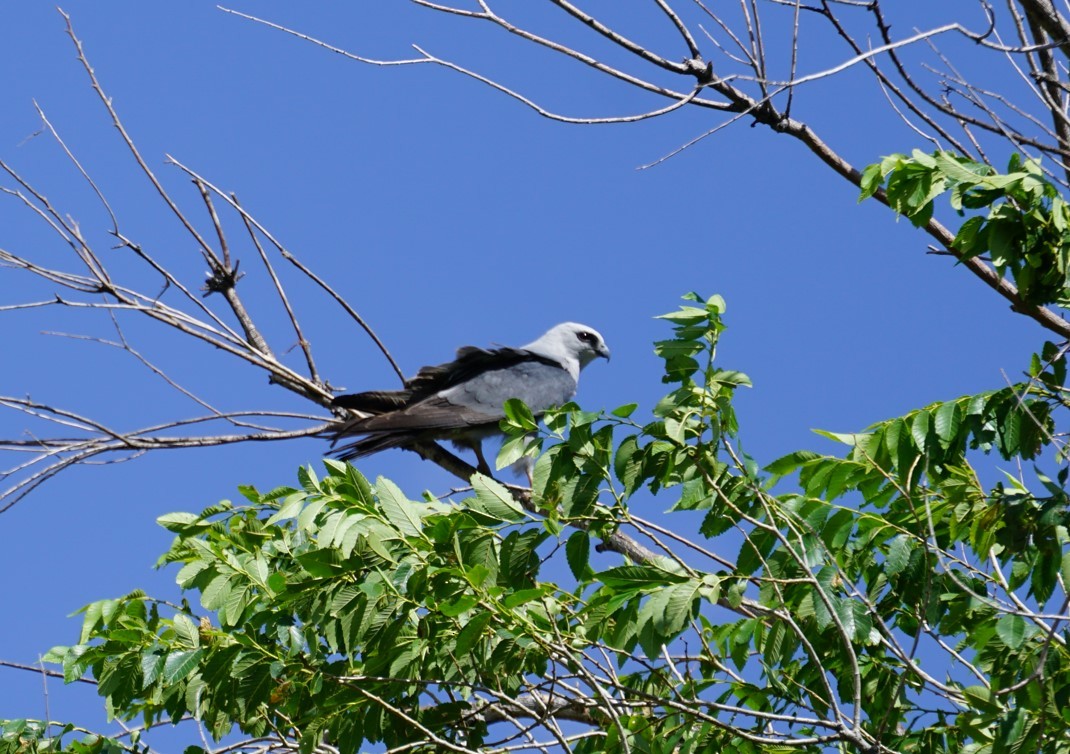 Mississippi Kite - ML620627400